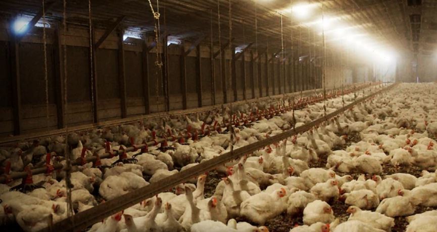 ‘Rotten’, na Netflix, entra para lista de bons documentários sobre alimentação