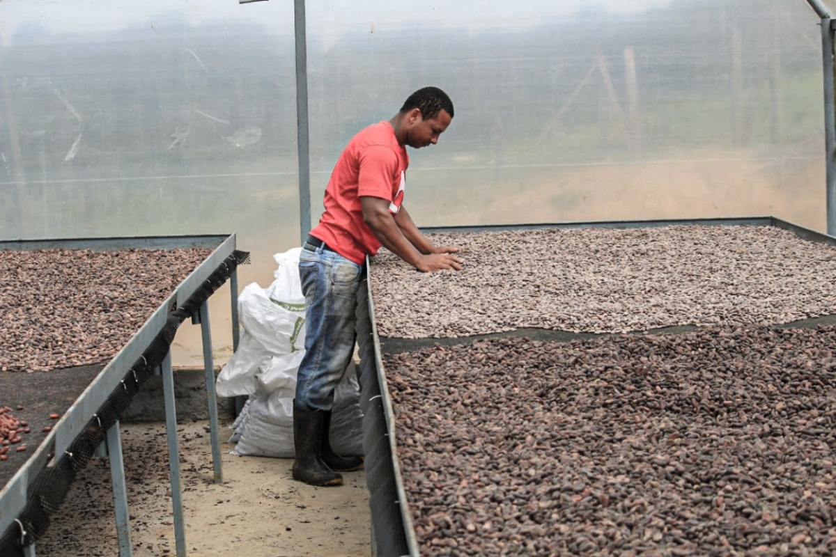 Nascida da ‘reforma agrária’, a quarta geração do cacau na Bahia