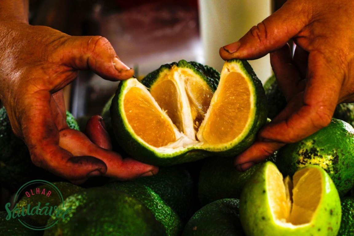 Brasil é pioneiro na certificação participativa de orgânicos