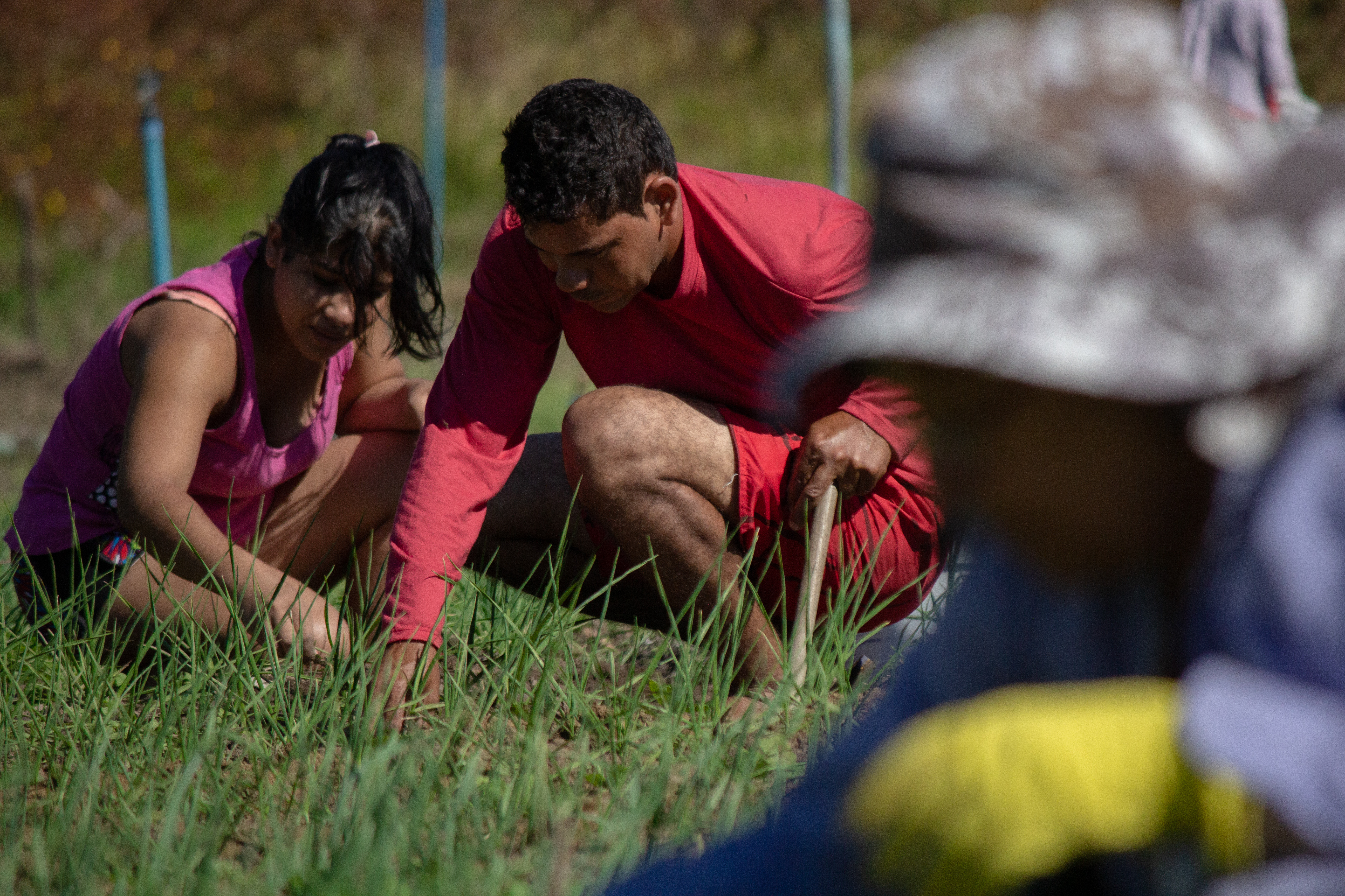 Alimento ‘forasteiro’ mata cultura nativa em Goiás