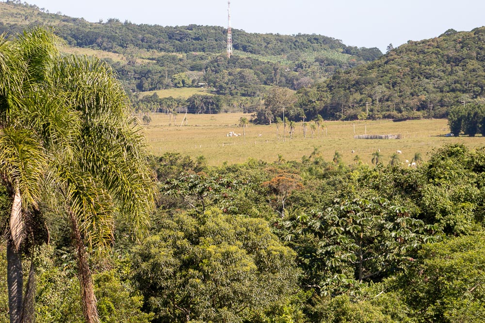 Um retrato das opções agrícolas na crise do coronavírus
