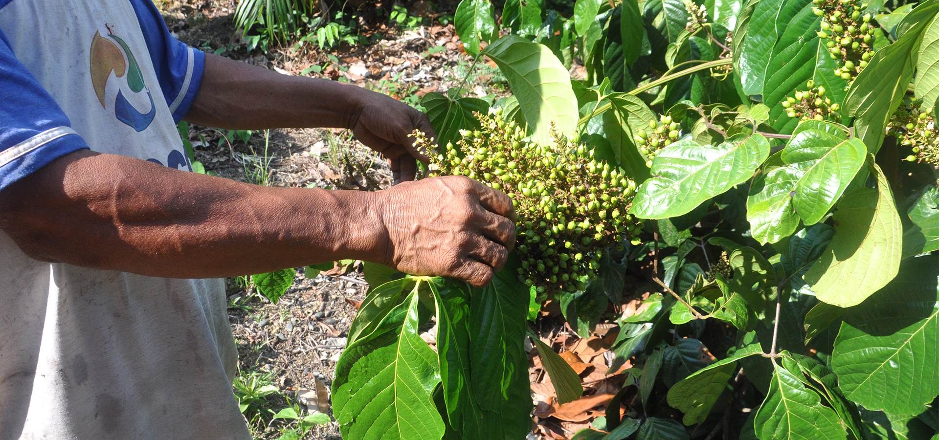 Coca e Ambev: impactos negativos de todos os tipos e tamanhos no Amazonas (e no Brasil)