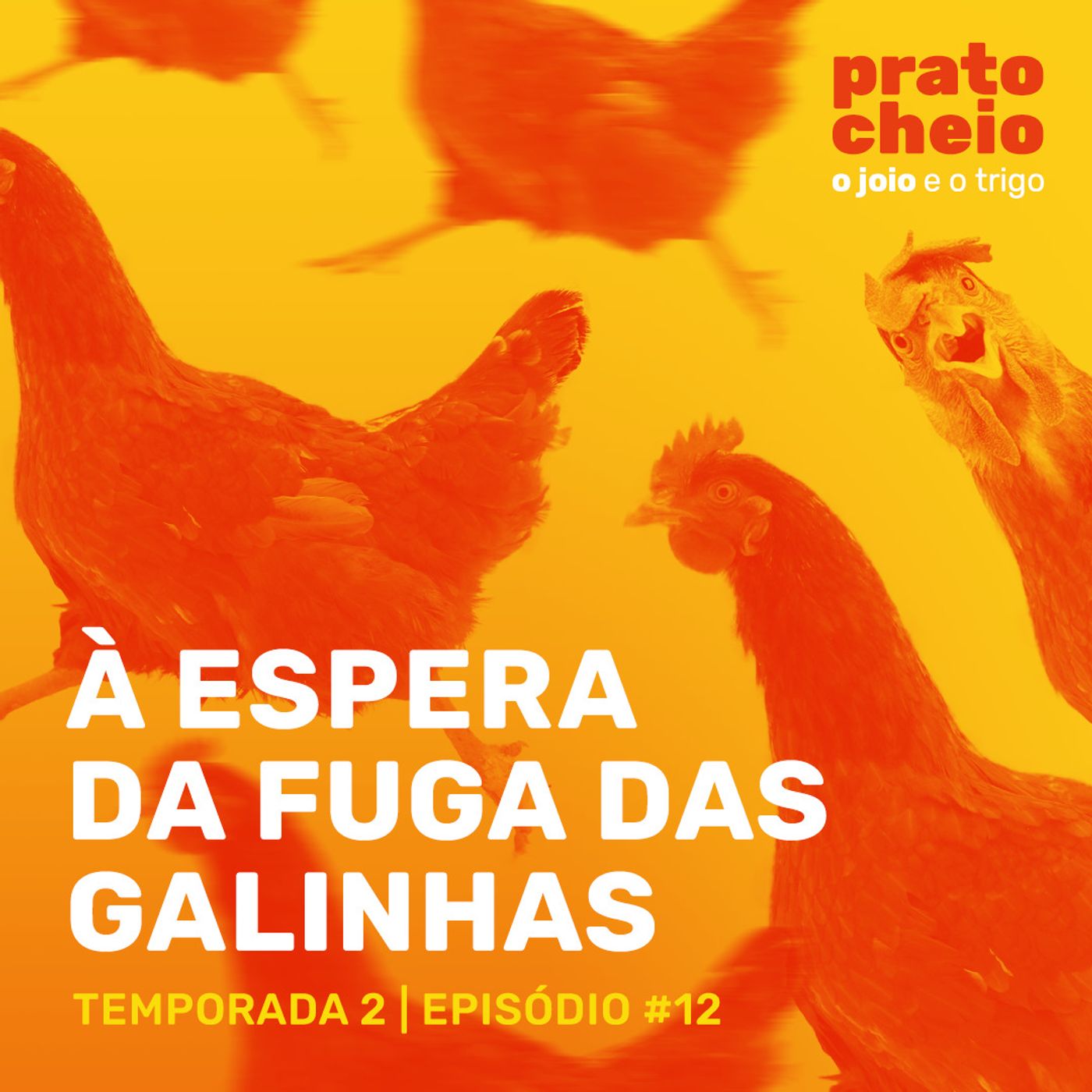 À espera da fuga das galinhas