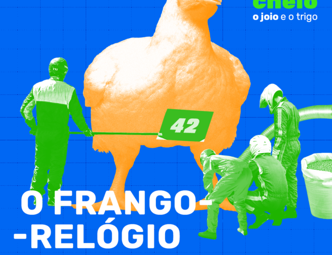 O frango-relógio