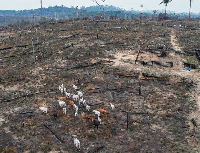 Agro desmatará um milhão de hectares por ano na Amazônia para atender demanda por carne até 2030