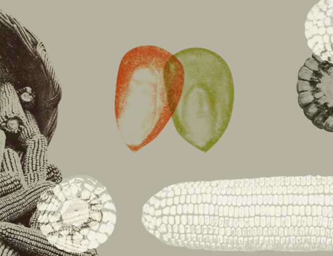 O milho que você come não é o milho que você gostaria de comer