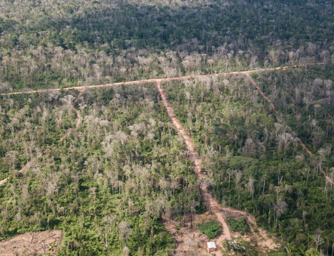 No Mato Grosso, grilagem e desmatamento avançam sobre assentamento da reforma agrária