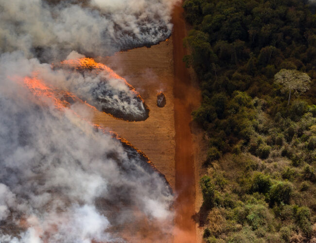 Destruição e doença: o que o agro planta no Cerrado