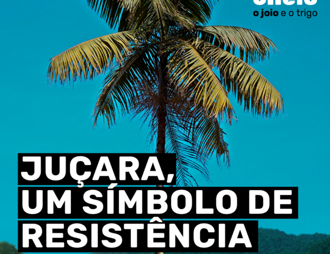 Juçara, um símbolo de resistência