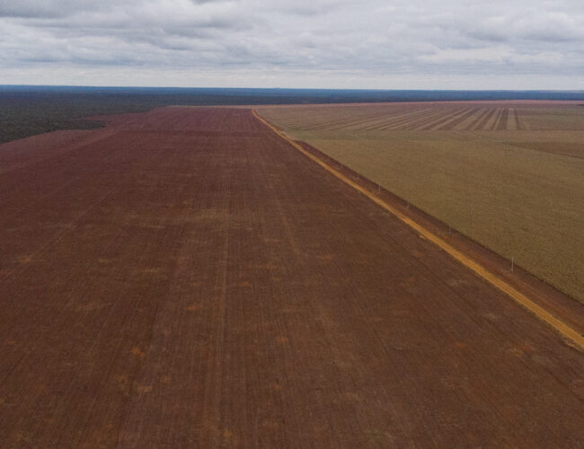 Ibama multa por desmatamento fazendeiros que plantam dentro de terra indígena no Mato Grosso