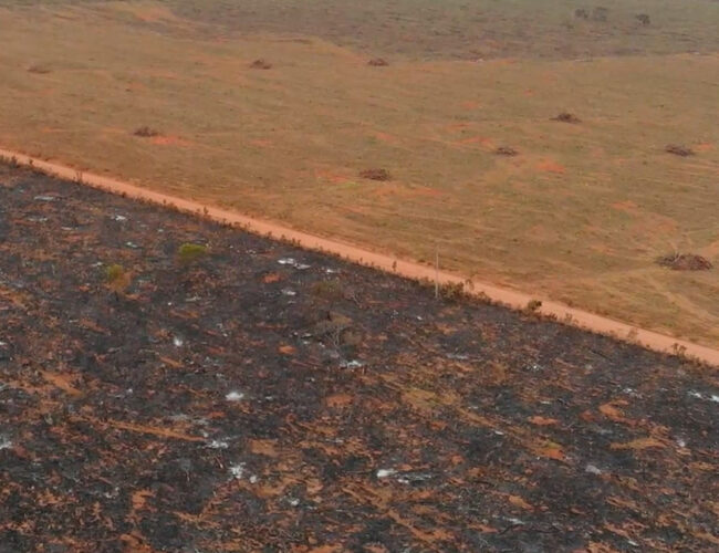 Sem consultar indígenas, prefeitura desmata 170 hectares de Cerrado para plantio de arroz em terra Xavante no Mato Grosso