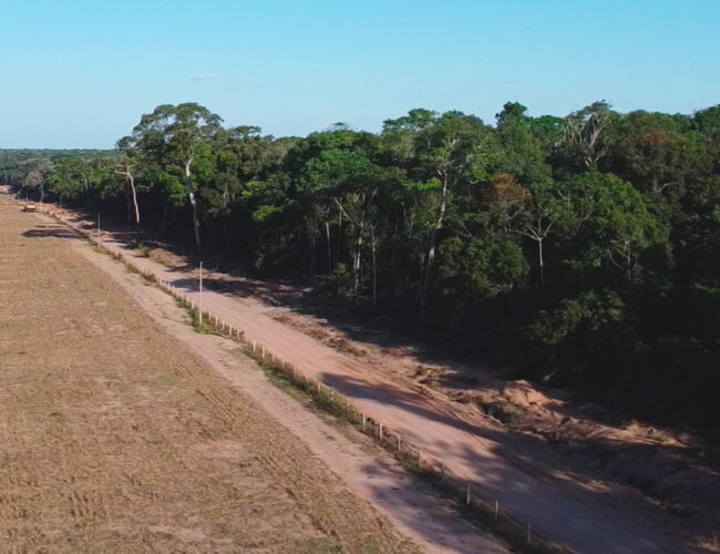 Fornecedor da Nestlé usou carne de gado criado ilegalmente em terra indígena