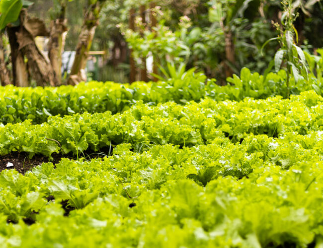 Hortas urbanas despontam como alternativa para emprego, renda e segurança alimentar