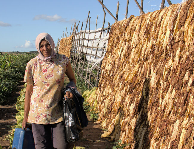 Como vivem os plantadores de fumo de rolo em Alagoas