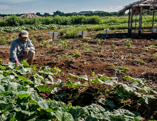 Governo Lula começa com anúncio de combate à fome mas com baixo orçamento para reforma agrária