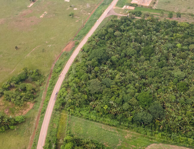 Nestlé compra colágeno de gado criado em áreas desmatadas no Brasil