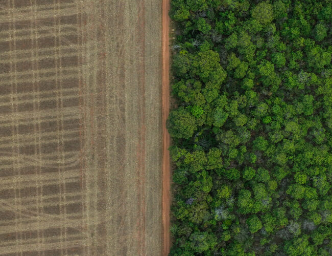 Entre a soja e o Cerrado