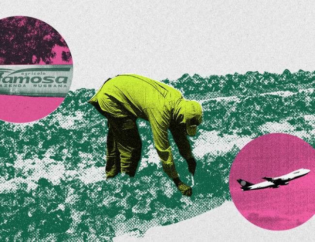 <strong>Melão pra China, impacto pro Brasil: avanço da fruta ameaça reserva de água no RN</strong>