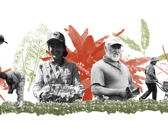 Você sabe qual é a diferença entre agricultura orgânica e agroecologia?