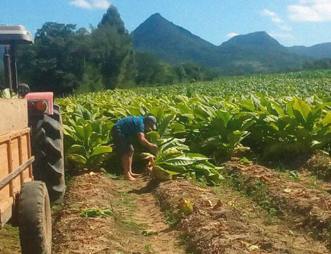Sofrimento para agricultores, abraços aos ‘amigos’, tabaco é problema social no Rio Grande do Sul
