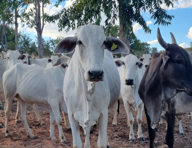 O que estamos perdendo com o avanço da última fronteira agrícola do Brasil