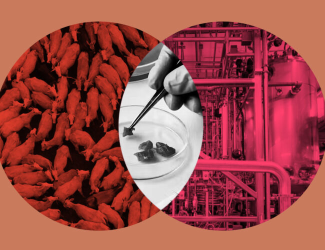 Cátedra Josué de Castro, Joio e Bori promovem oficina para jornalistas que aborda complexidades, desafios e contradições das “carnes cultivadas”