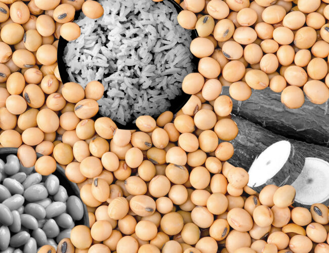 Quem salvará o arroz, o feijão e a mandioca?