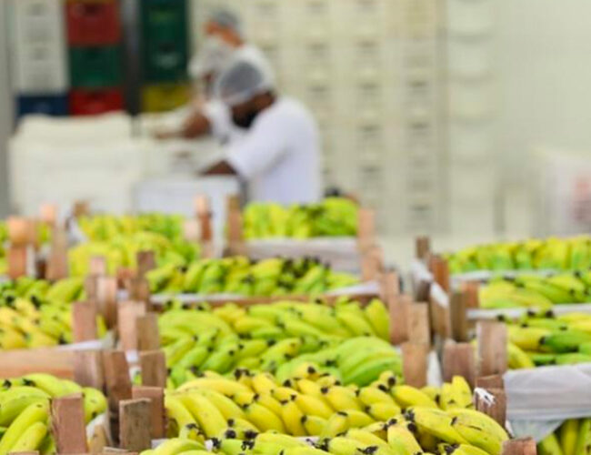 Com frutas e legumes, bancos de alimentos combatem a fome, mas alcance é insuficiente