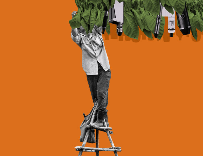 Lobby convence governo que reduzir fumantes e não liberar vape ‘prejudica’ a agricultura familiar