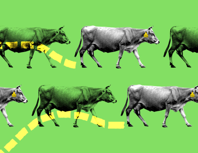Demanda europeia por carne sem desmatamento pressiona Brasil a aprimorar monitoramento de animais