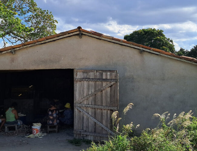 A vida de quem faz uma cidade do agreste pernambucano ser o “berço da farinha de mandioca”