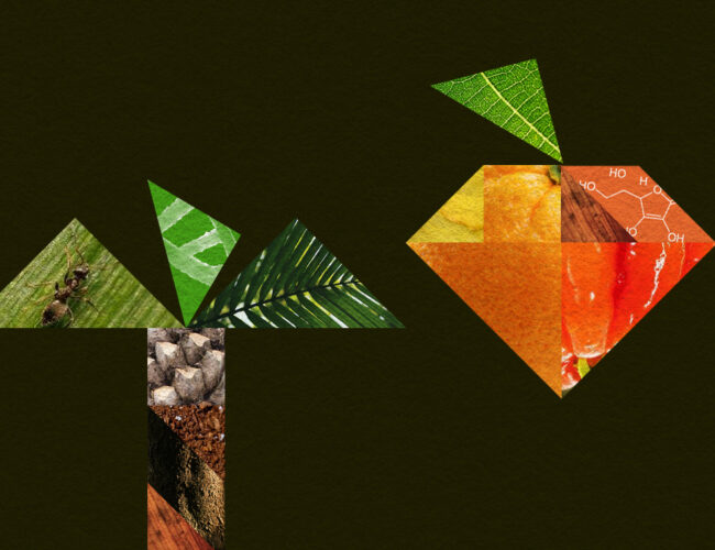 Será que plantas crioulas têm mais nutrientes que as convencionais?