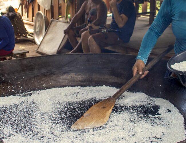 Cassava, the root of resistance