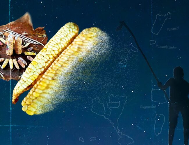 Guarani e Kaiowá lutam para preservar cultivos ancestrais contra a soja, a fome e os ultraprocessados