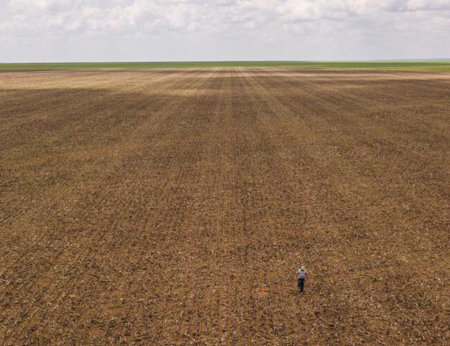 Enquanto soja avança, estados do Matopiba vivem redução de milhares de hectares colhidos de arroz, feijão e mandioca