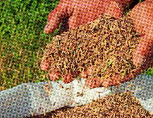 Com conjuntura favorável, produção de arroz, feijão e mandioca volta a crescer sob governo Lula