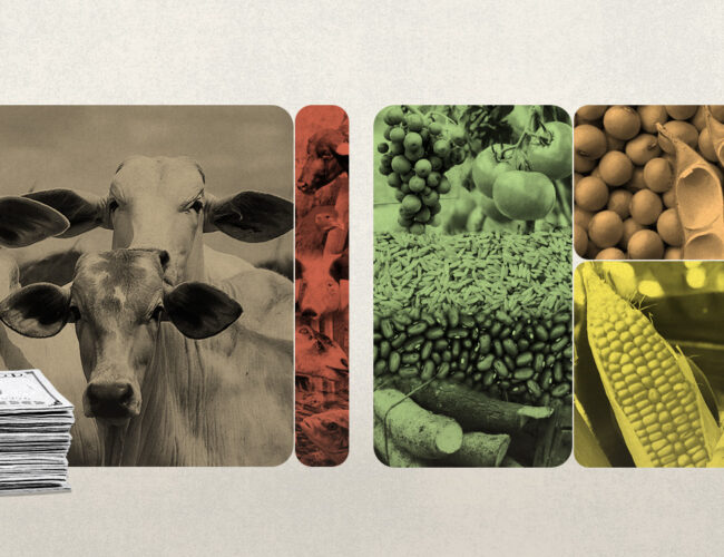 Cattle and soy capture 47% of family farming funds over three decades